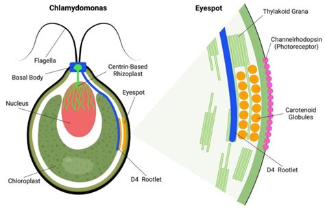  衣藻，它在微觀世界中舞動著美麗的鞭毛，真是一個神奇的單細胞生物！