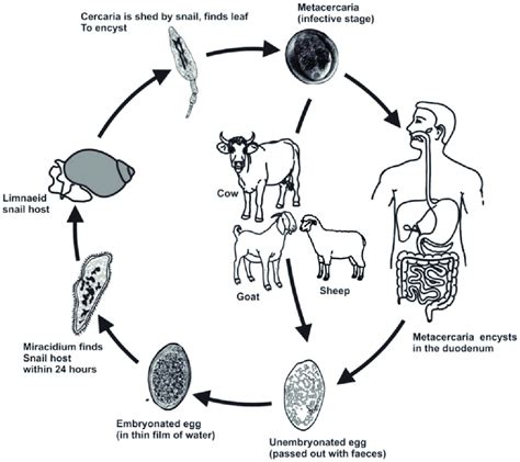  Lancet Liver Fluke：Its Tiny Body Hosts a Surprisingly Complex Life Cycle