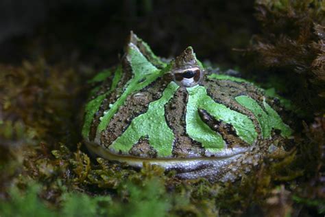   bulletin's Horned Frog: Can This Amphibian Rock Star Actually Blend into its Surroundings?