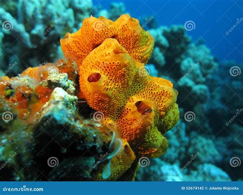  優美海綿！這隻海底生物擁有迷人的色彩和獨特的構造，它真的能呼吸嗎？