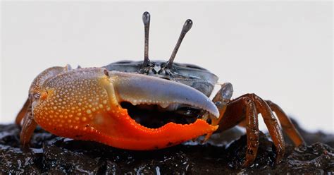   fiddler crab 牠們擁有著奇異的巨鉗與迷人的舞蹈動作！