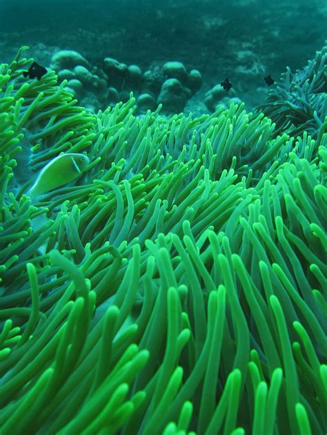   綠色海葵：美麗的生物，像花朵一樣優雅地搖曳在水流中！