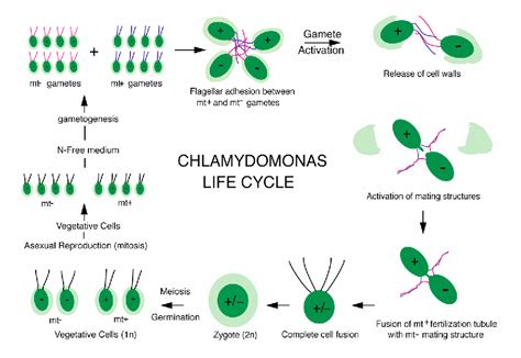   衣立克（Chlamydomonas）: 這個單細胞生物究竟是如何在水域中「自由自在」地移動呢？