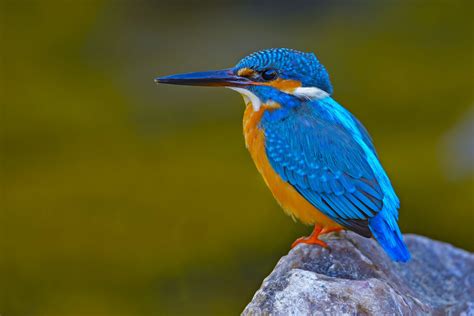   Kingfisher，This Feathery Daredevil Takes On Underwater Prey With Astonishing Skill！