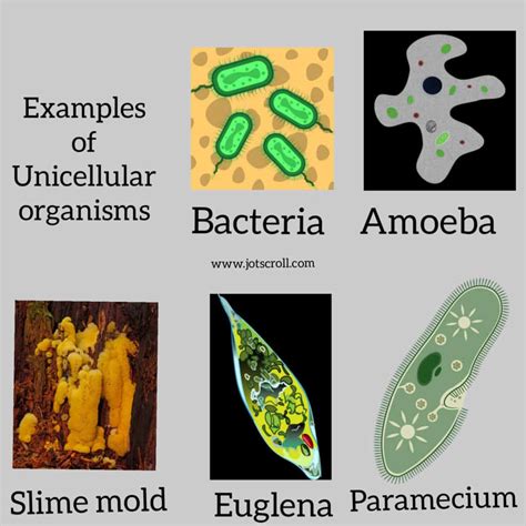  精準的埃利斯莫巴！這個奇妙的單細胞生物是如何生存下來的？