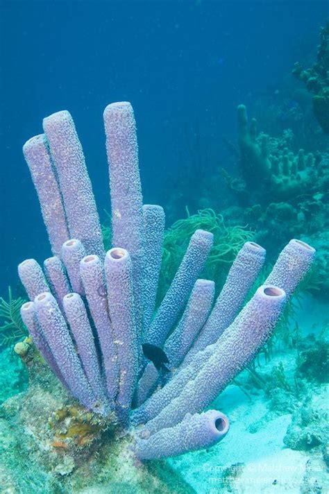  紫錐形海綿：這種水下「毛絨絨」的生物究竟是怎麼生活的？