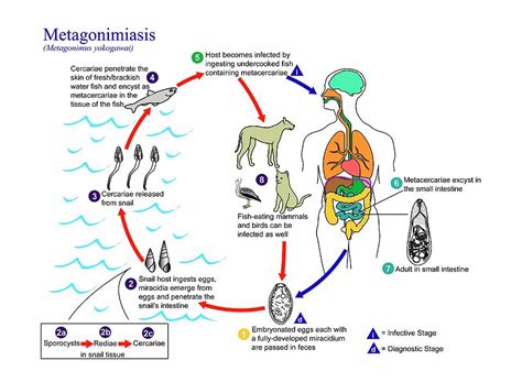  環蟲：一種寄生於動物腸道且擁有複雜生命週期的微小生物！