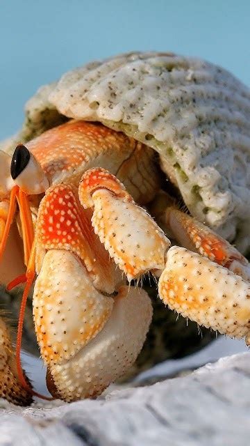  Uganda Crab: A Shell-Shocked Dweller With a Crusty Disposition!