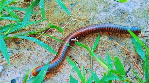  Uganda Millipede：一個擁有數百條腿的奇特生物！