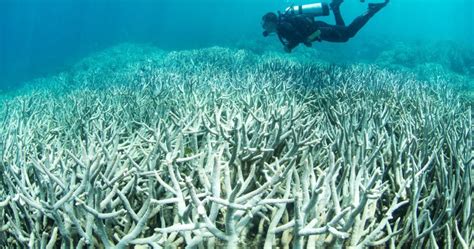  Umbrella Coral 擁有著迷人的傘狀形態，並以其獨特的濾食方式吸引著海洋生物學家的目光！