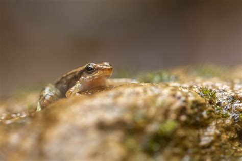  Urotrichus：這隻微小生物到底是如何在水中優雅地「跳舞」？