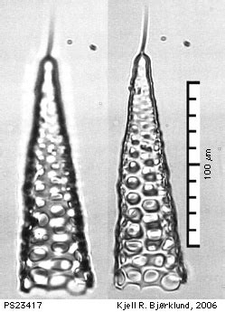  Vahlkampfia: 探索微觀世界中神秘的「偽足」生物！