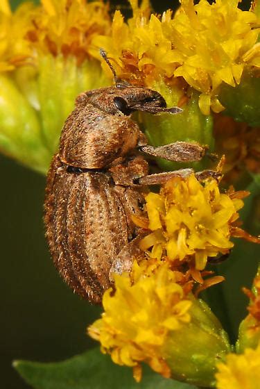   vertically-striped Weevil: Discover This Small Insect That Packs a Big Punch!