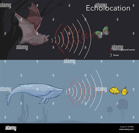   viêm, A Nocturnal Mammal With Exceptional Echolocation Abilities!