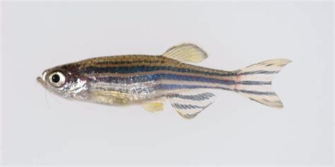  白斑 zebrafish 究竟是哪個生物學奇蹟？