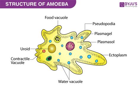   yellow amoeba 獨特的單細胞生物，以其令人驚嘆的偽足運動和吞噬能力而聞名！