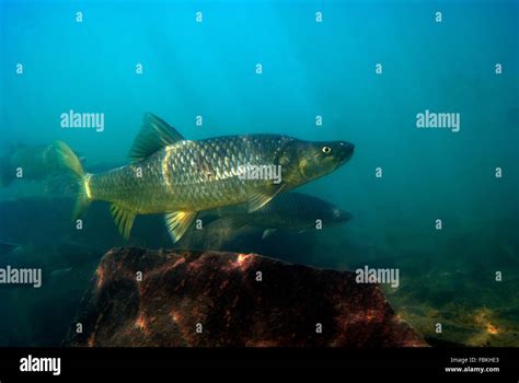  黃魚：一隻擁有閃亮鱗片和奇特習性的水下遊俠！