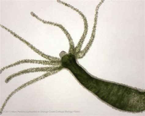  Yorkshire Hydrozoan: An Elegant Creature With Tentacles That Sting Like Tiny Needles!